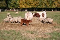 Fermes de découverte et fermes pédagogiques