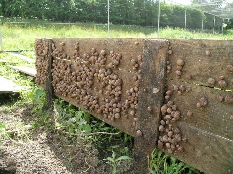 Fermes de découverte et fermes pédagogiques