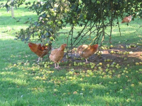 Fermes de découverte et fermes pédagogiques