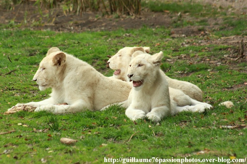 ZOOS ZOOS