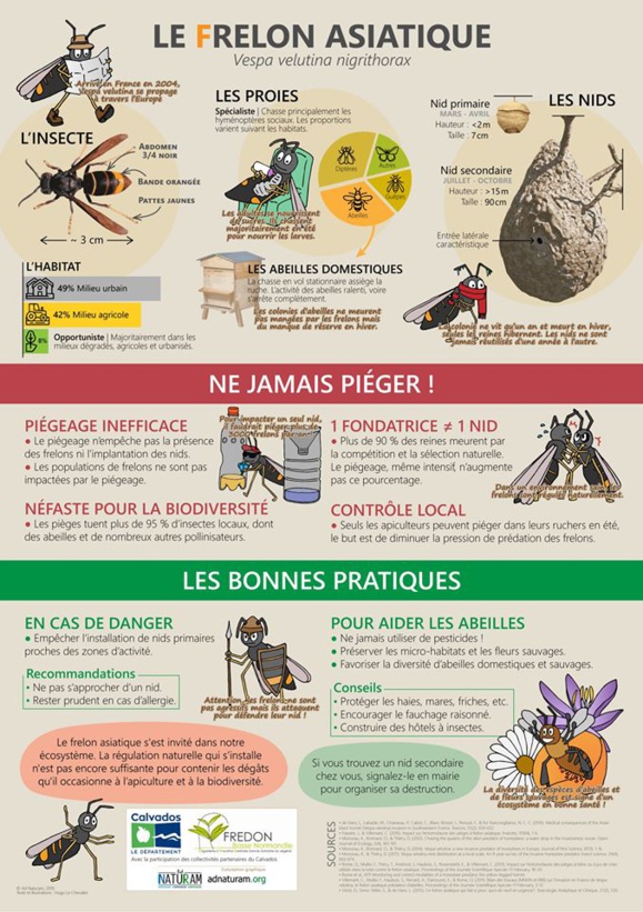 LE FRELON ASIATIQUE LE FRELON ASIATIQUE